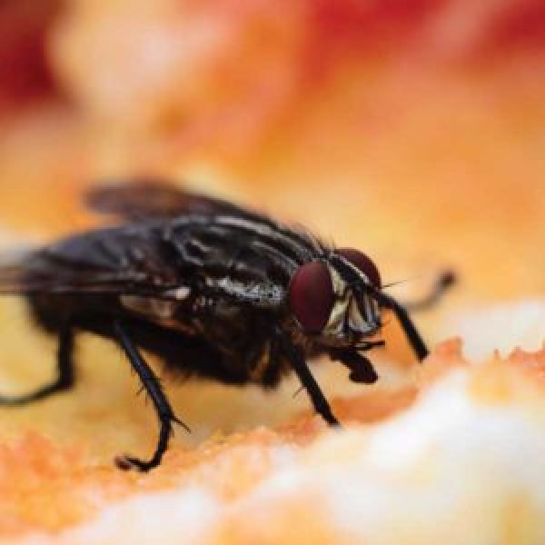 Best Pest Control Perth